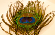 9th Apr 2013 - Peacock Feather