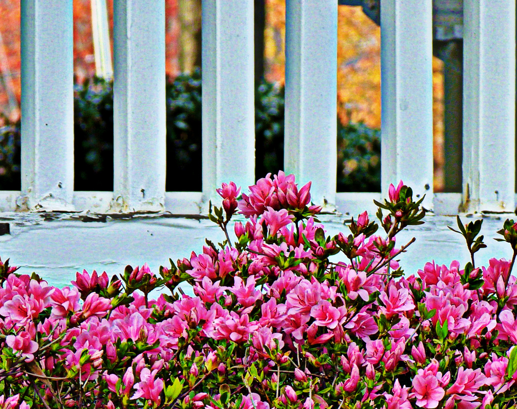 Old Paint and Azaleas by peggysirk