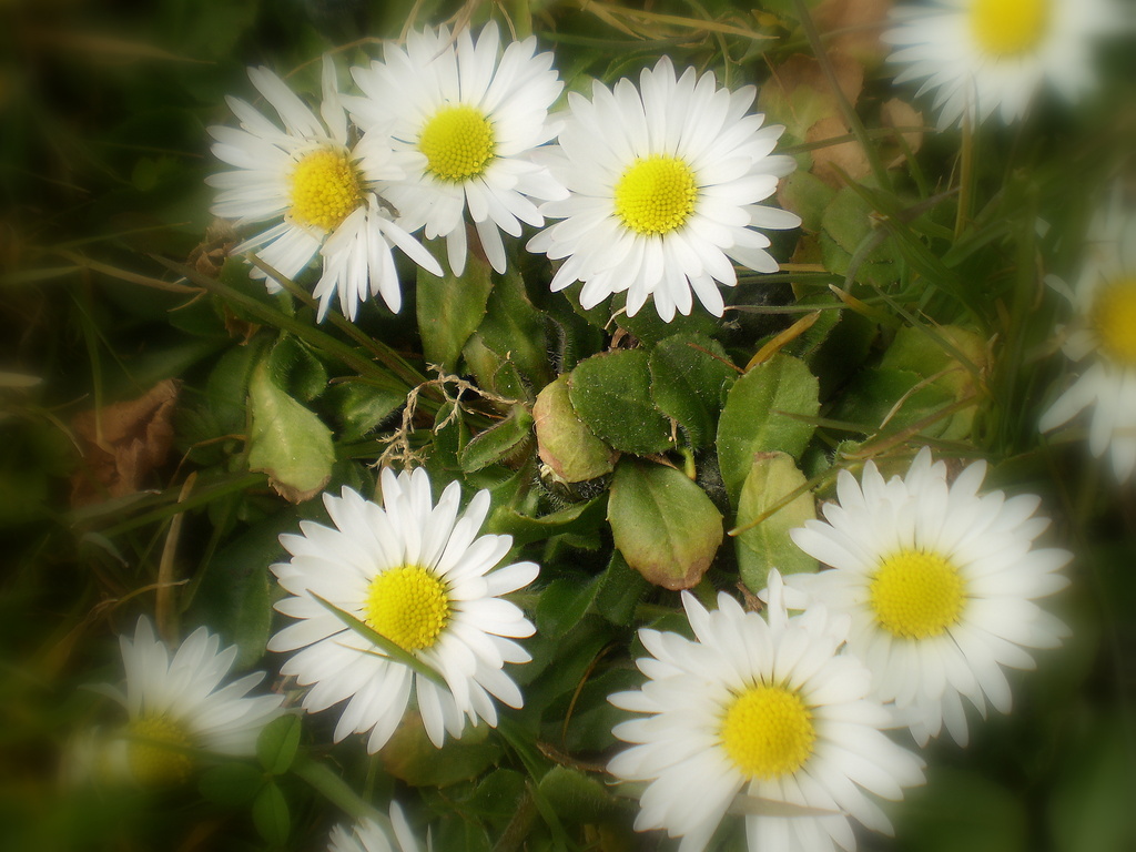Daisies.  by snowy