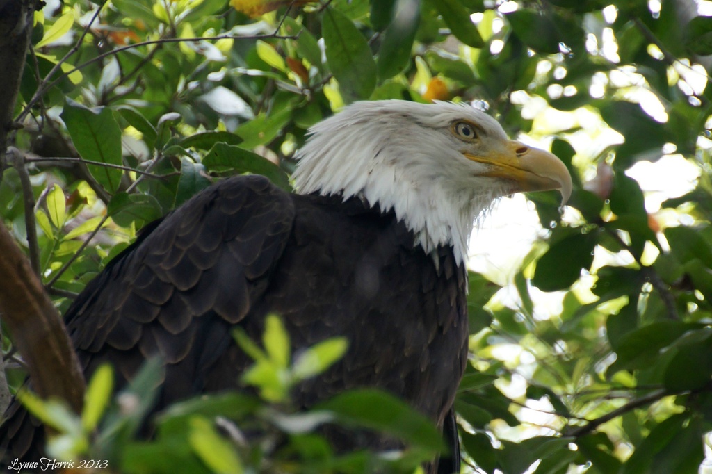 Bald Eagle by lynne5477