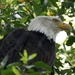 Bald Eagle by lynne5477