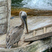 Pelican's Paradise by lynne5477
