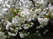 9th Apr 2013 - Cherry blossoms