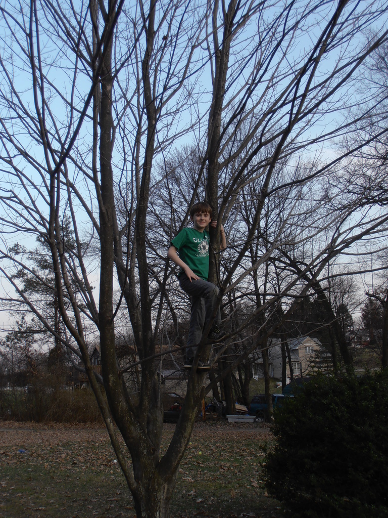 Climbing Tree by julie