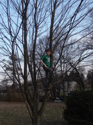 8th Apr 2013 - Climbing Tree