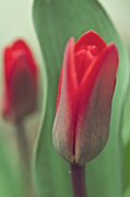 9th Apr 2013 - Tiny Tulip
