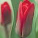 Tiny Tulip by taffy