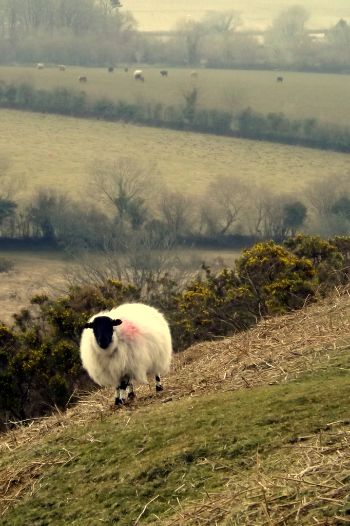 Dartmoor Sheep  by emma1231