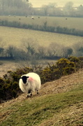 9th Apr 2013 - Dartmoor Sheep 
