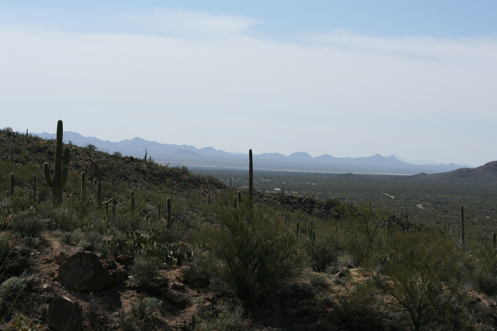 Sonoran Style Desert by kerristephens