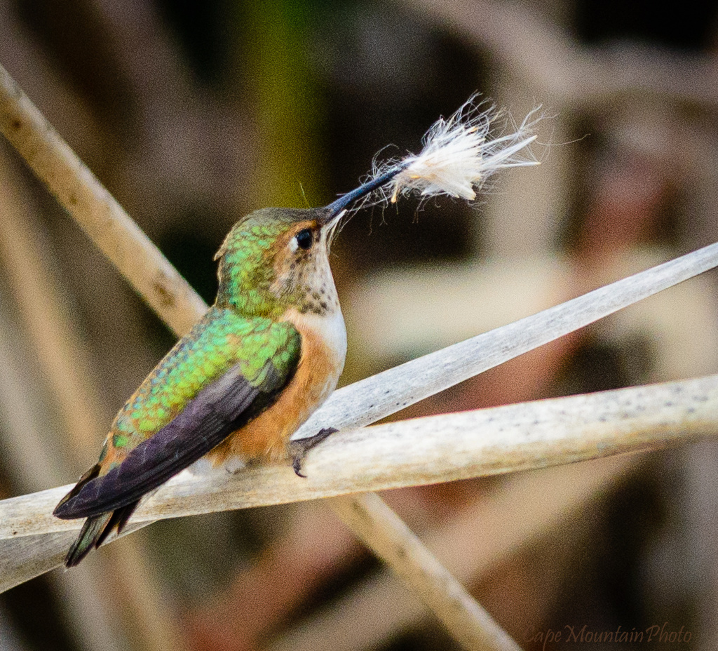 Hummingbird With His Mouth Full by jgpittenger