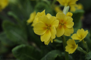 7th Apr 2013 - Everythings coming up ... Primroses