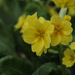 Everythings coming up ... Primroses by lstasel