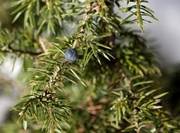 27th Mar 2013 - Common juniper (Juniperus communis) - Kataja IMG_2732