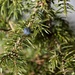 Common juniper (Juniperus communis) - Kataja IMG_2732 by annelis