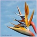 Strelitzia (Bird Of Paradise) by carolmw