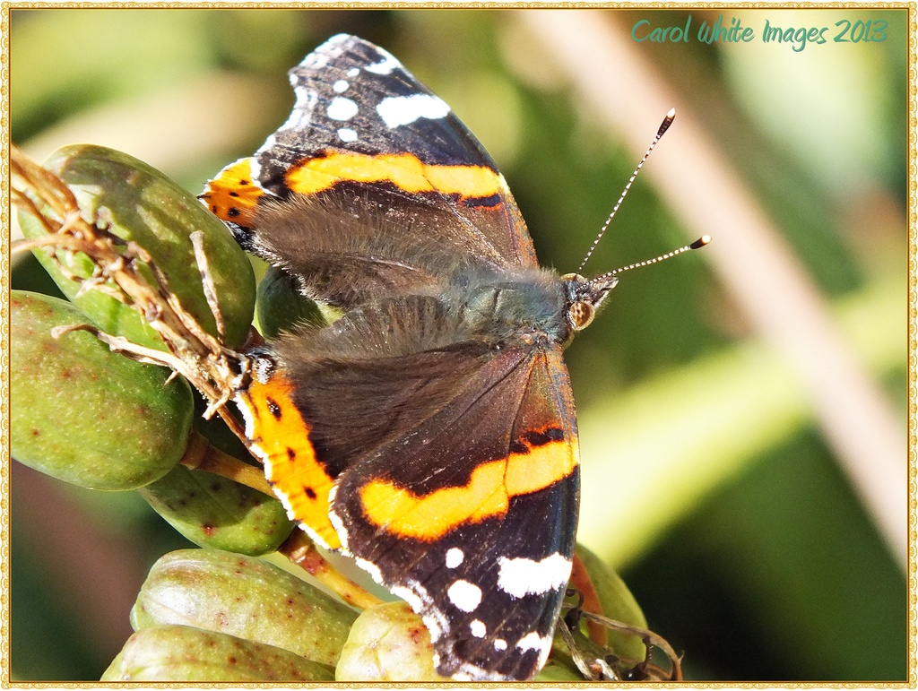 Butterfly by carolmw