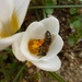 Bee :) by gabis