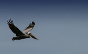 11th Apr 2013 - Pelican Flying in the Sun 