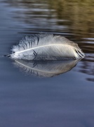 10th Apr 2013 - Feather Sail