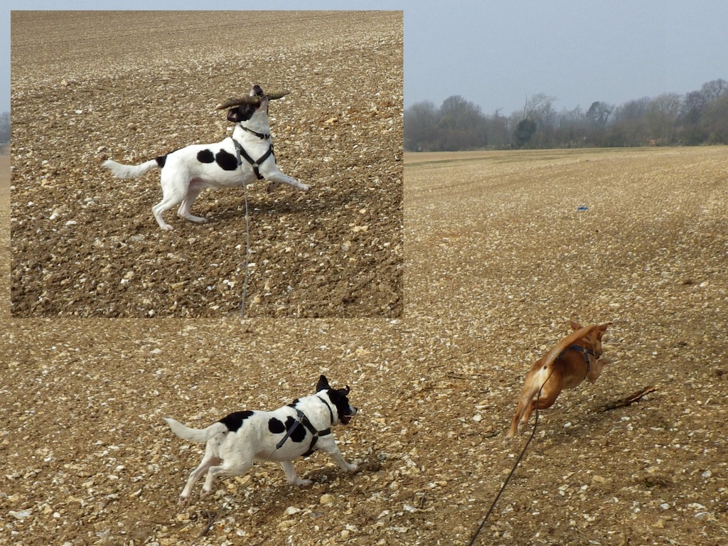 Hover-Pig: Third & Forth Attempt by bulldog