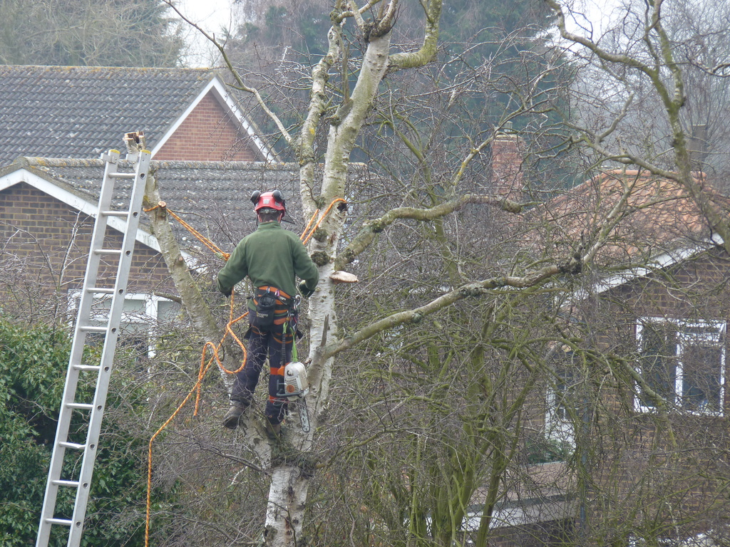 More tree felling by lellie