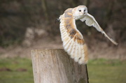 10th Apr 2013 - Barn owl