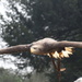 Eagle in flight by padlock