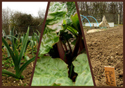 10th Apr 2013 - Down on the plot - at last!