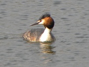9th Apr 2013 - Great Crested Grebe