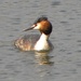 Great Crested Grebe by oldjosh