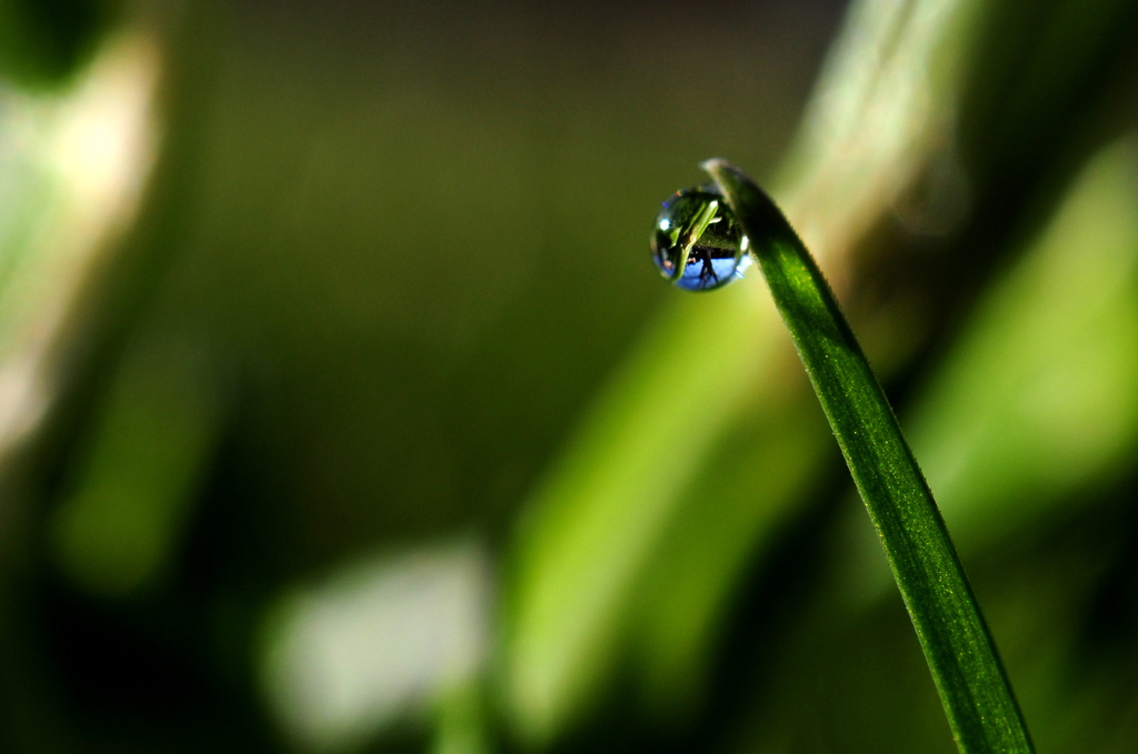 Caught in a drop. by naomi
