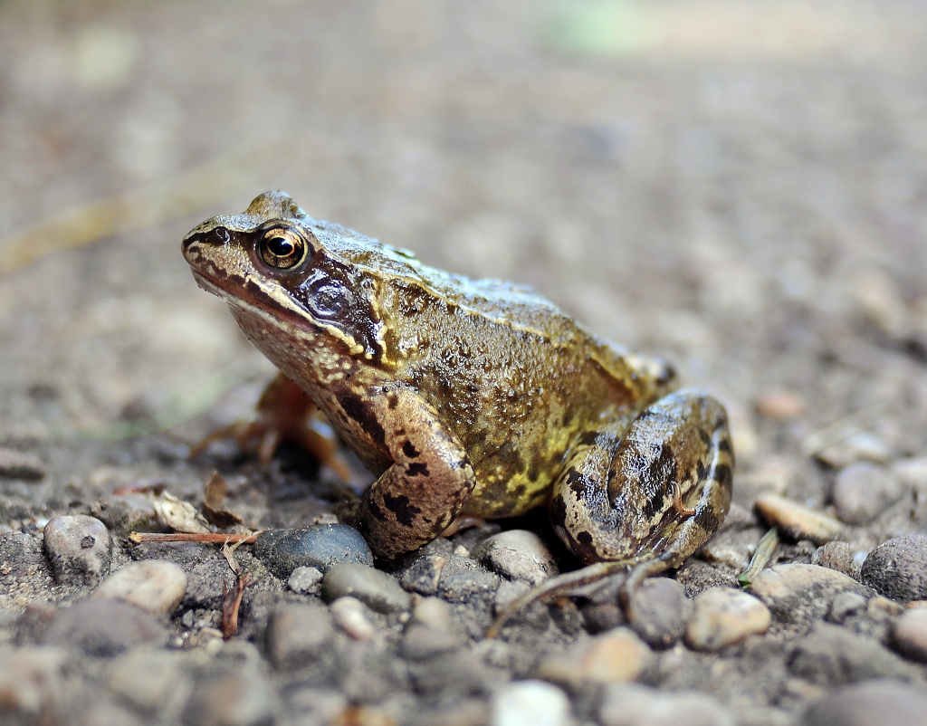 Another frog.. by blightygal