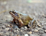 13th Aug 2010 - Another frog..