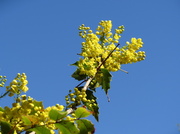 10th Apr 2013 - Flowering tree