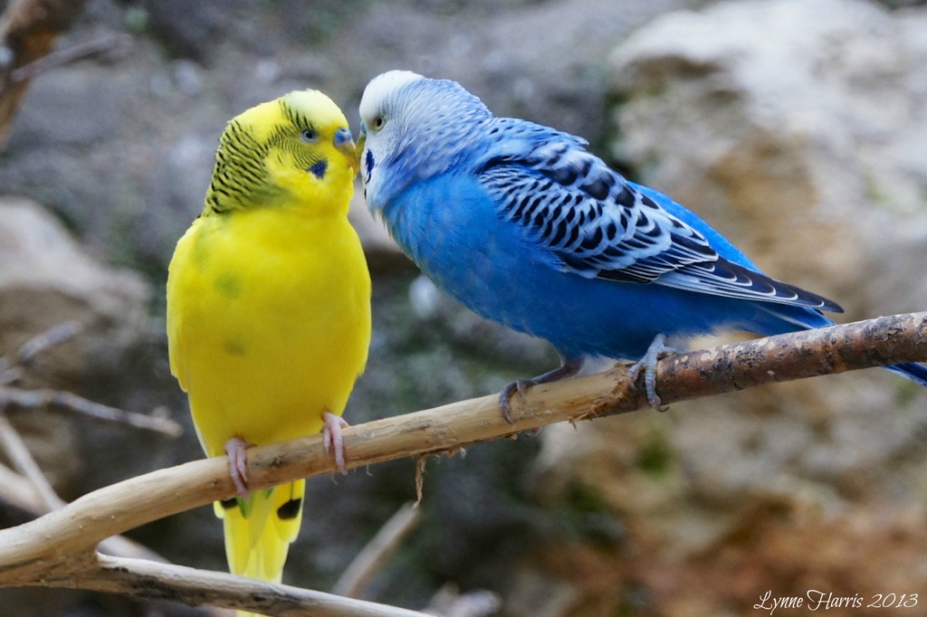 Love Birds? by lynne5477