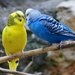 Love Birds? by lynne5477