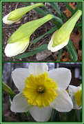 10th Apr 2013 - Blooming Daffodils