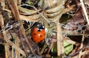29th Mar 2013 - Seven-spot ladybird  (Coccinella septempunctata) - Seitsenpistepirkko, Sjuprickig nyckelpiga IMG_2826
