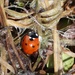 Seven-spot ladybird  (Coccinella septempunctata) - Seitsenpistepirkko, Sjuprickig nyckelpiga IMG_2826 by annelis