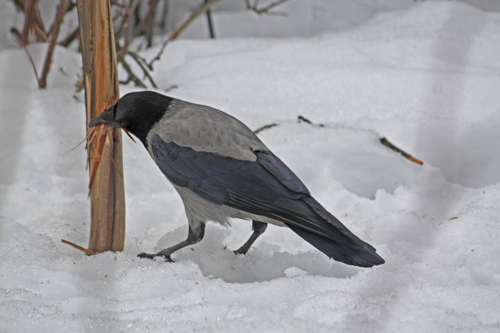 Hooded Crow (Corvus corone cornix) - Varis, Kråka IMG_2910 by annelis