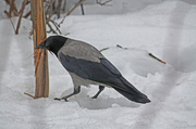 31st Mar 2013 - Hooded Crow (Corvus corone cornix) - Varis, Kråka IMG_2910