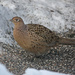 Common Pheasant (Phasianus colchicus) - Fasaani, Fasan IMG_2971 by annelis