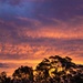 Sunset 11 by corymbia