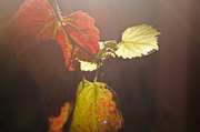 11th Apr 2013 - Vine Leaves
