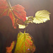 Vine Leaves by salza