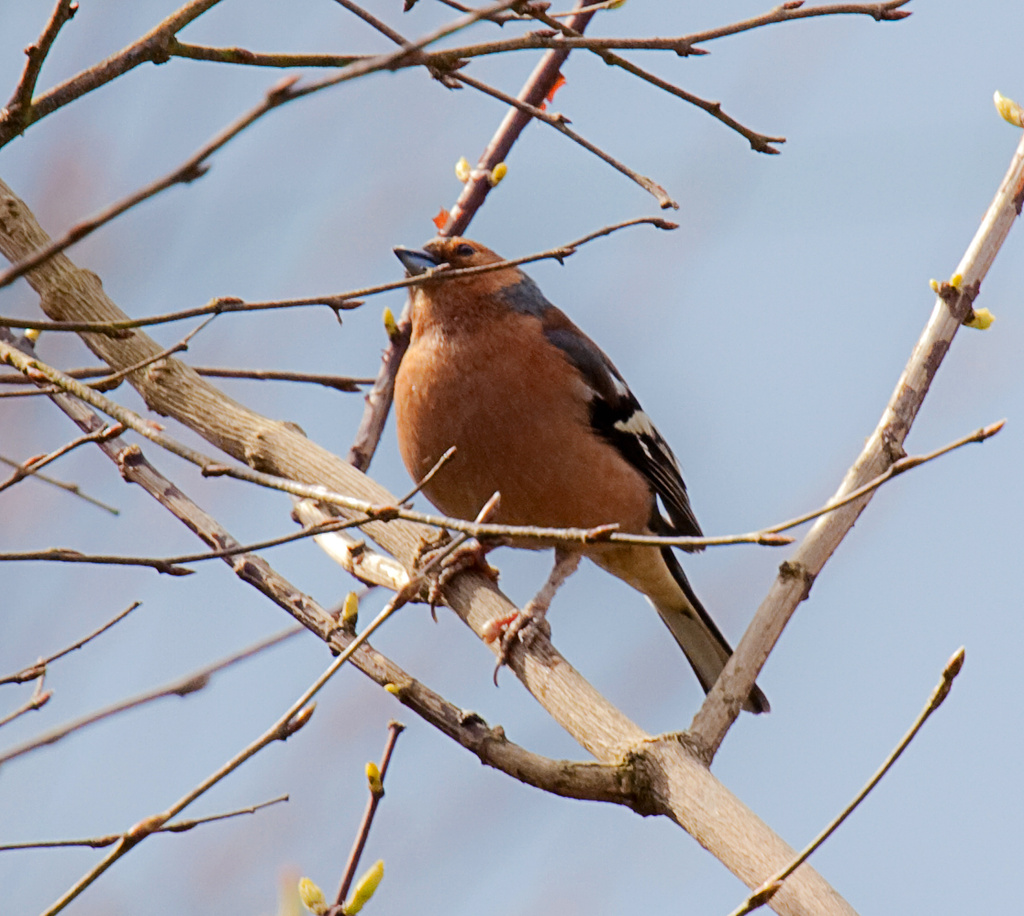 11.4.13 2x Chaffinch by stoat