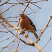 11.4.13 2x Chaffinch by stoat