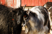 11th Apr 2013 - Sheep and goat hug