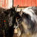 Sheep and goat hug by elisasaeter